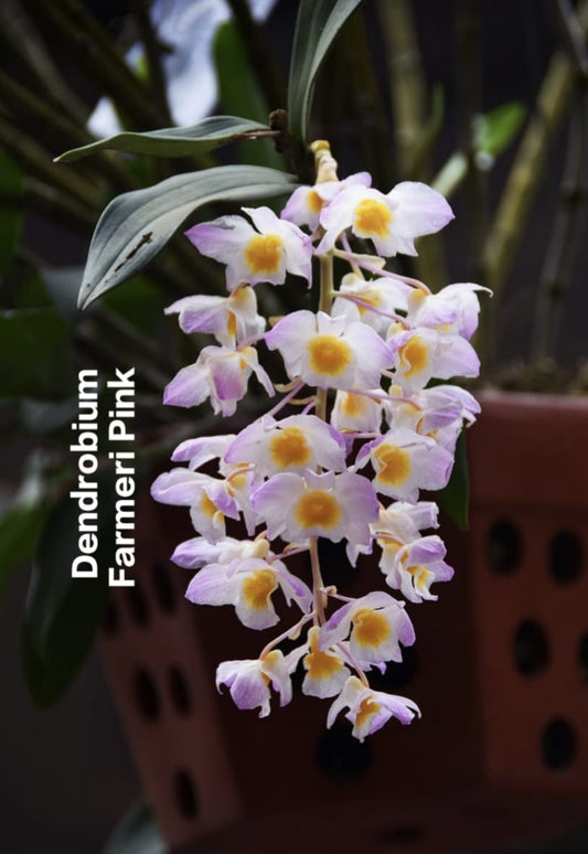 Dendrobium Farmeri Pink