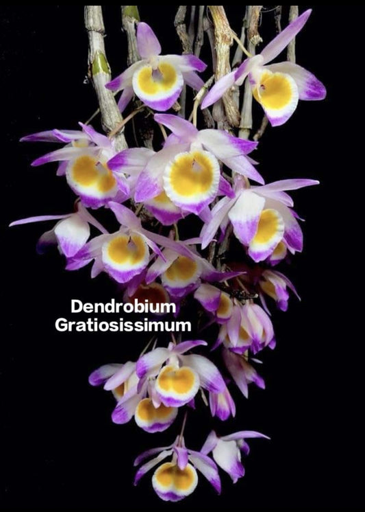 Dendrobium Gratiosissimum