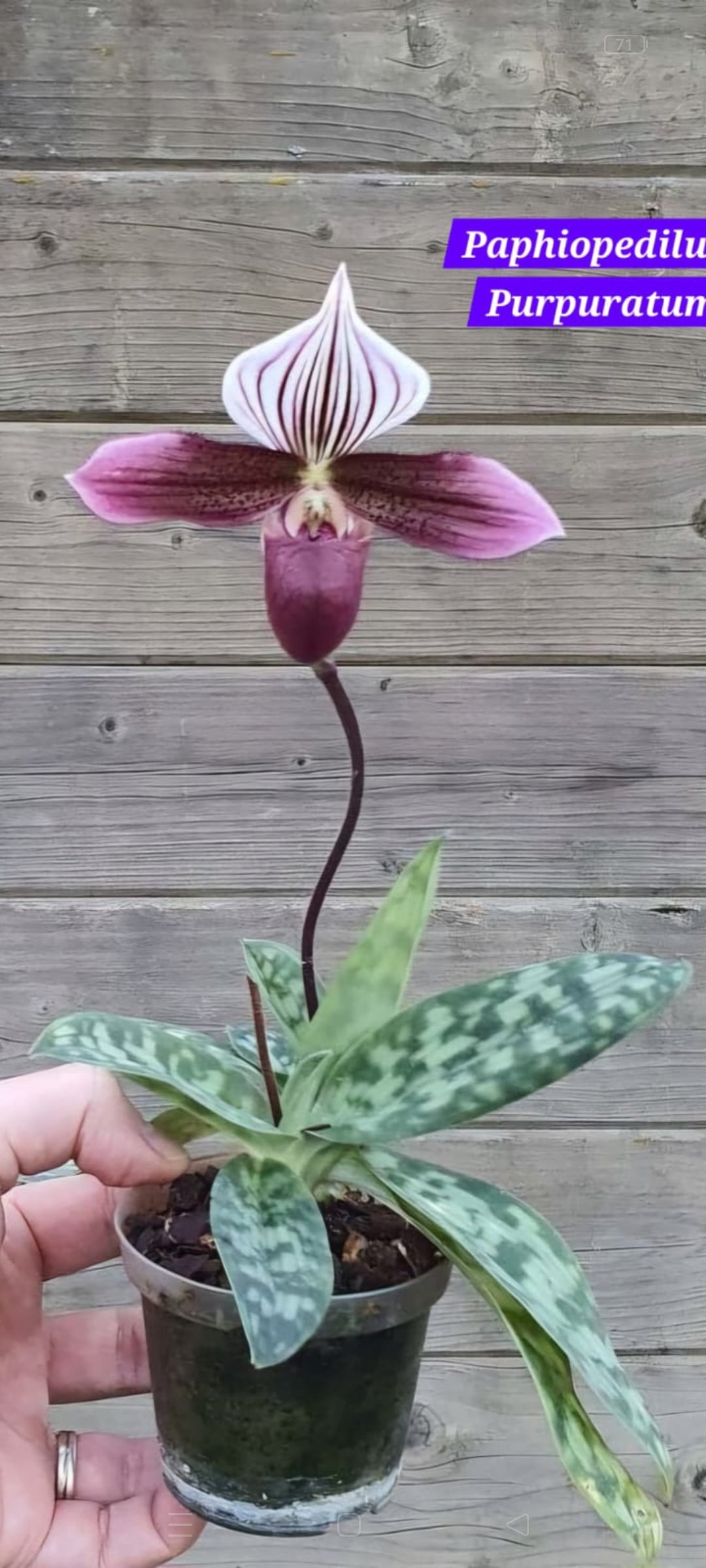 Paphiopedilum Purpuratum