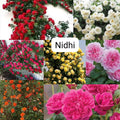 Climbing rose plant