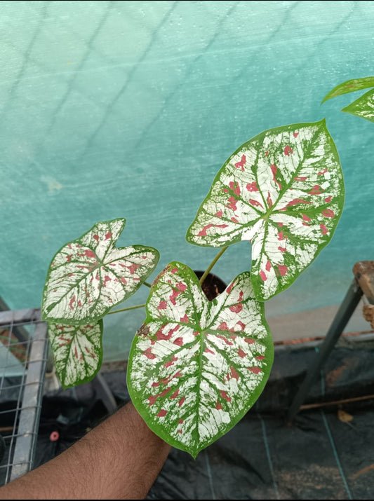 Caladium Thaibankew