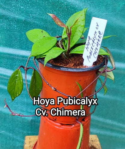 Hoya Pubicalyx Cv. Chimera