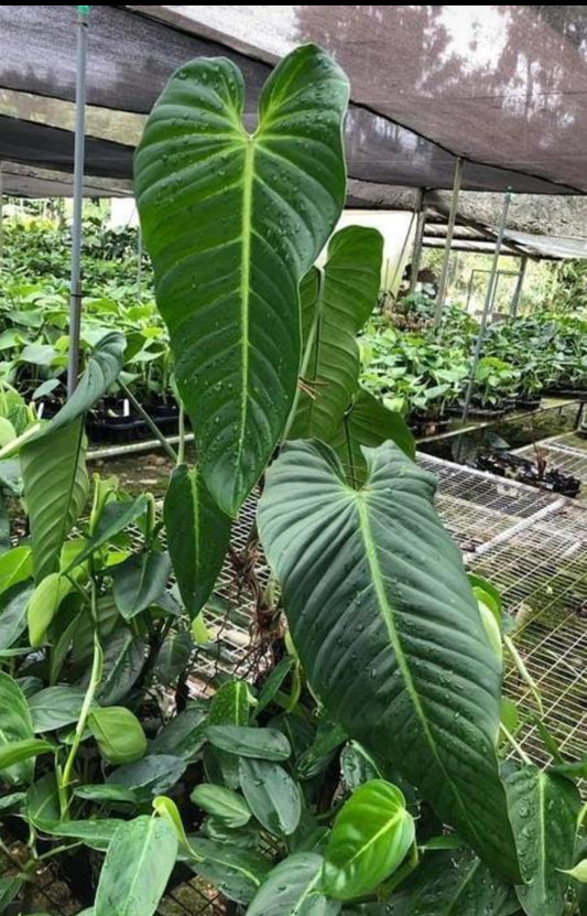 Philodendron Angel plant (Semishade)