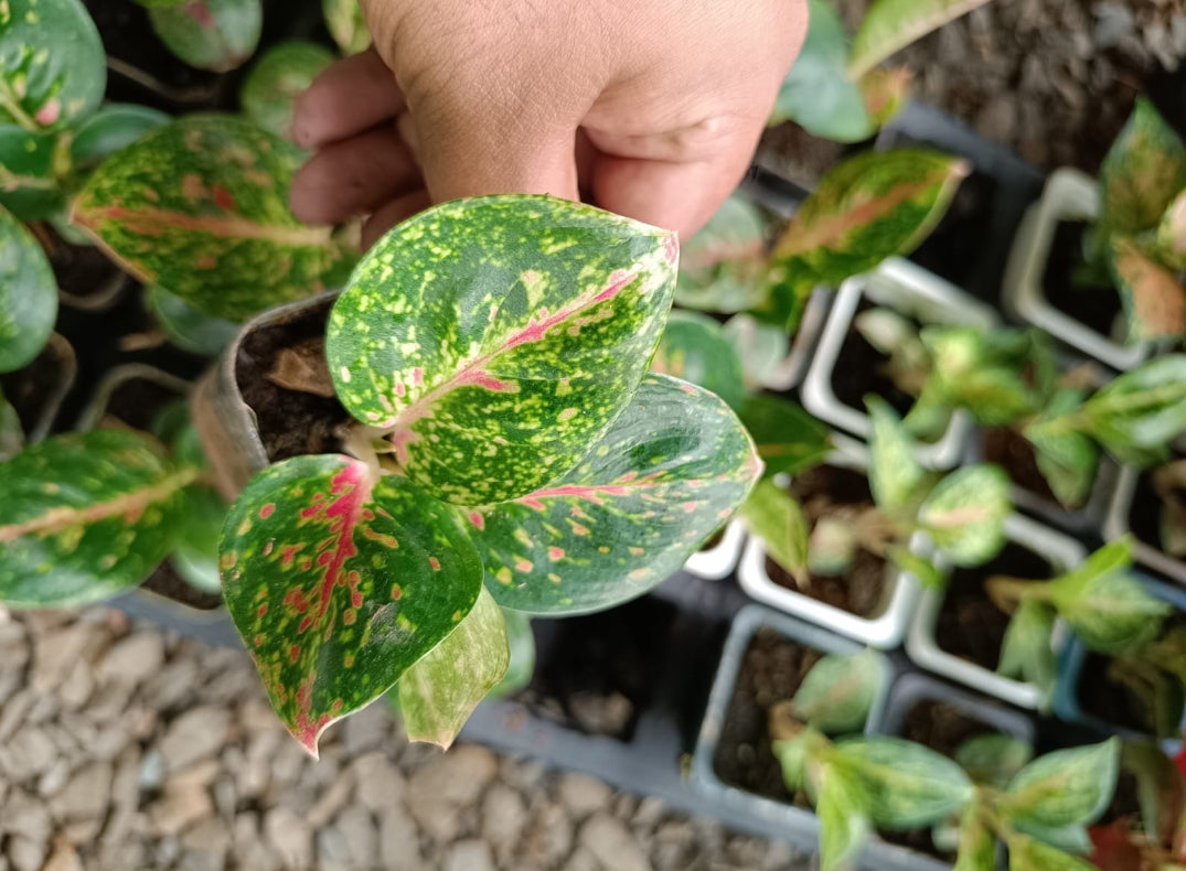 Set 3 Buste Borsa Da Regalo Sacchetti Con Animali 30x42x12 Cm 65905 Modelli Vari - Foto 6