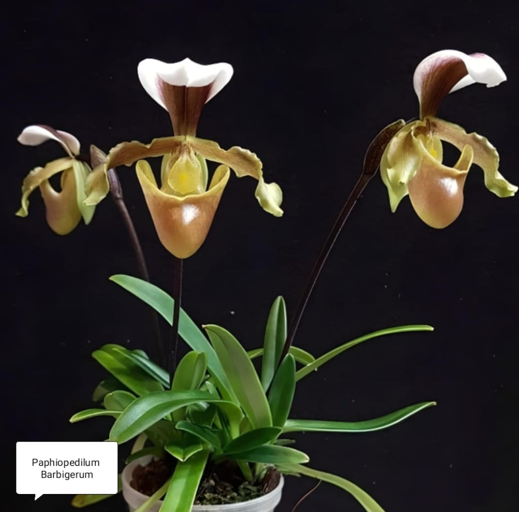 Paphiopedilum Barbigerum