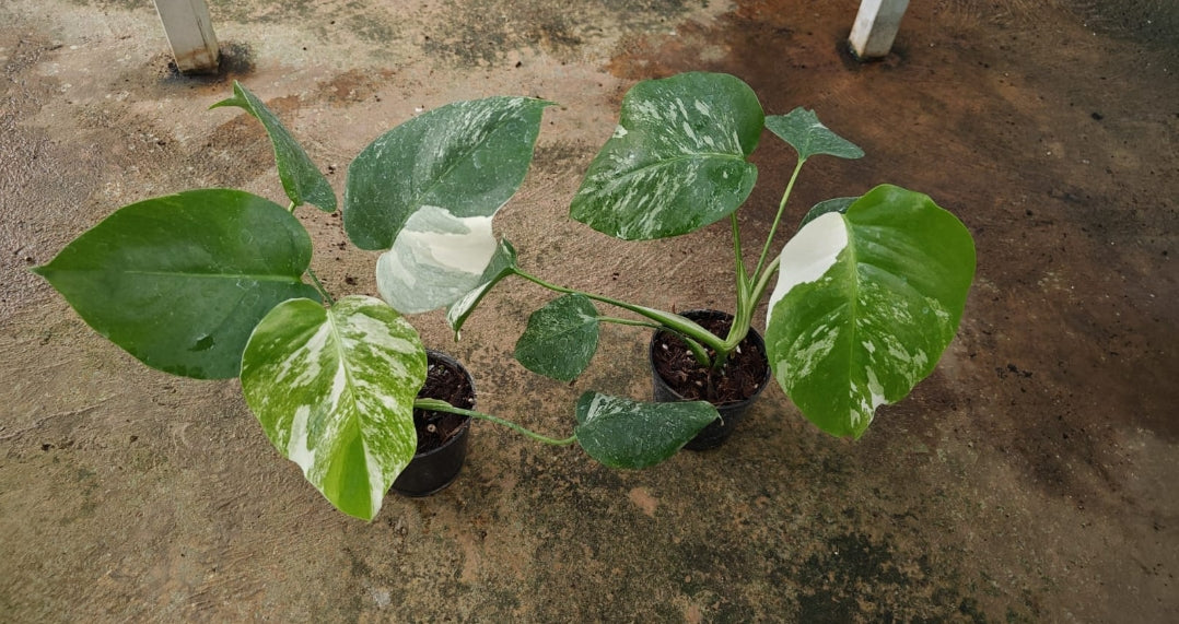 Monstera Albo Veriegated plant - Indoor Plants