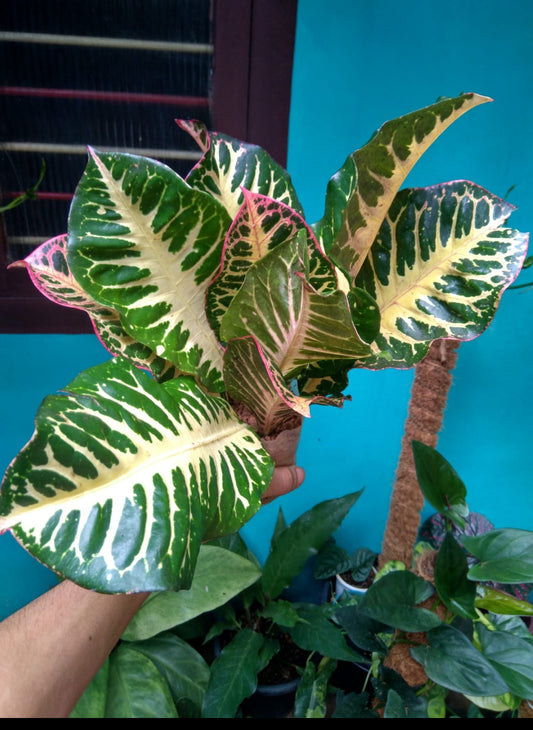 Tiger Croton