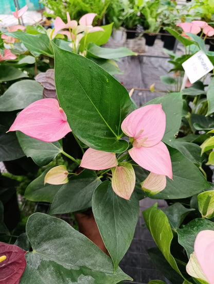 Anthurium light pink plant