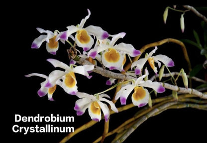 Dendrobium Crystallinum