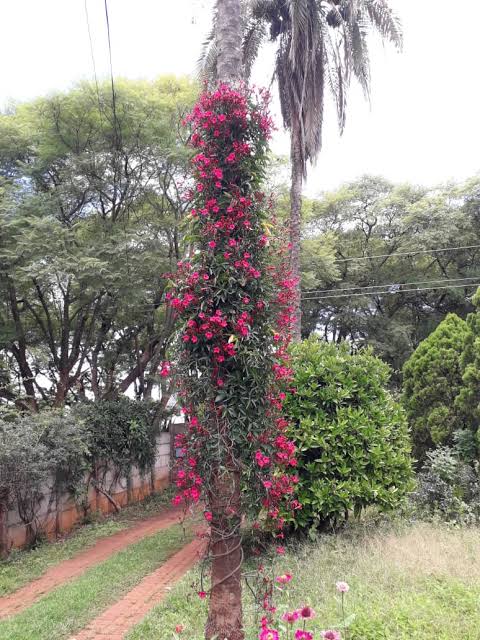 Ipomoea horstifolliae