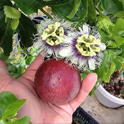 Passion fruit plant