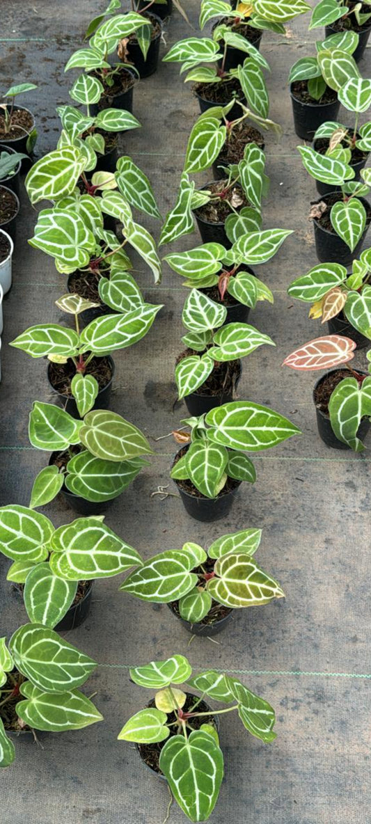 Chrystallinium Anthurium Plant