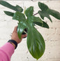 Philodendron Florida Gost plant