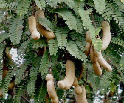 Tamarind fruit plant