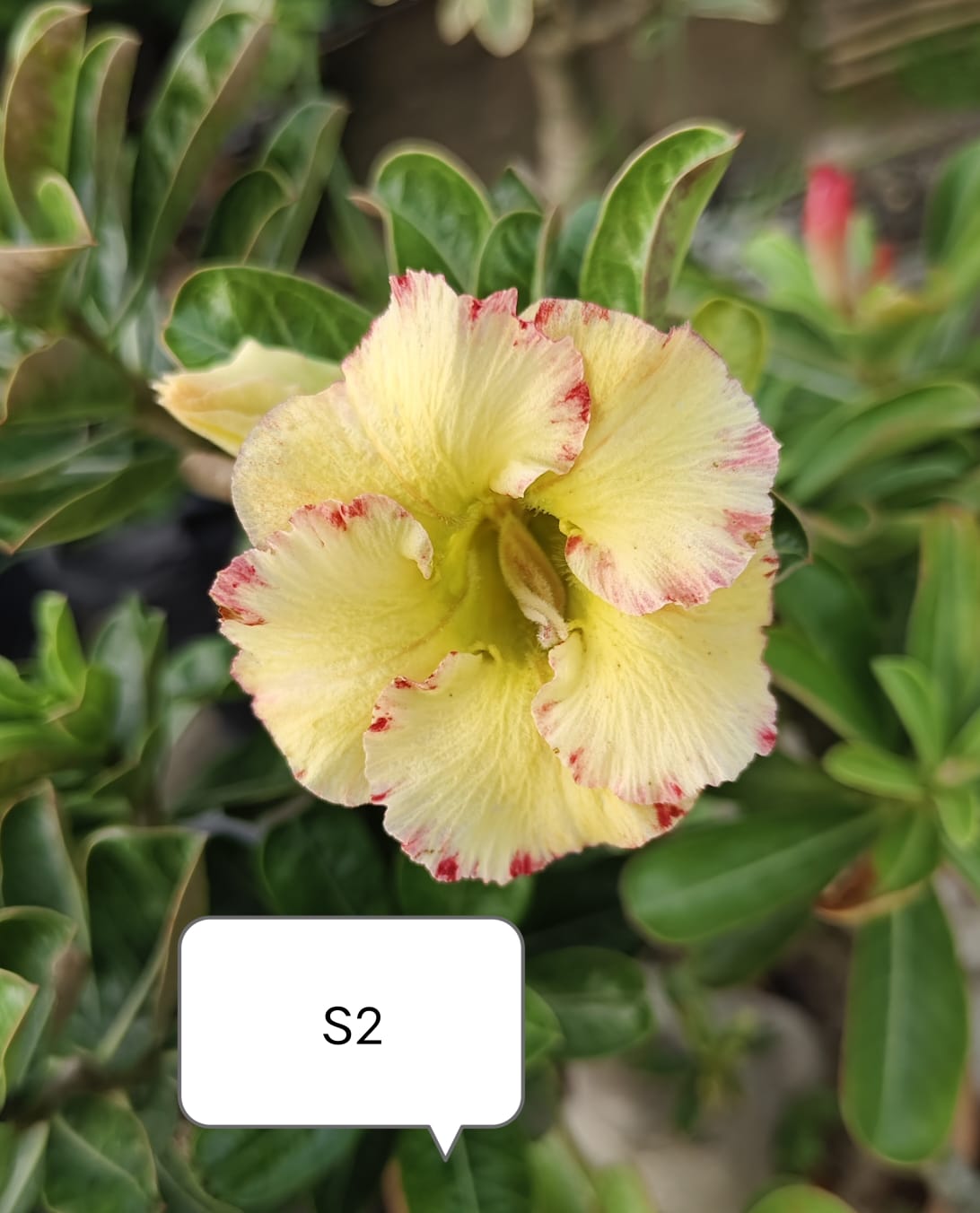 Adenium plant (desert rose) light yellow pink stripe colour flower