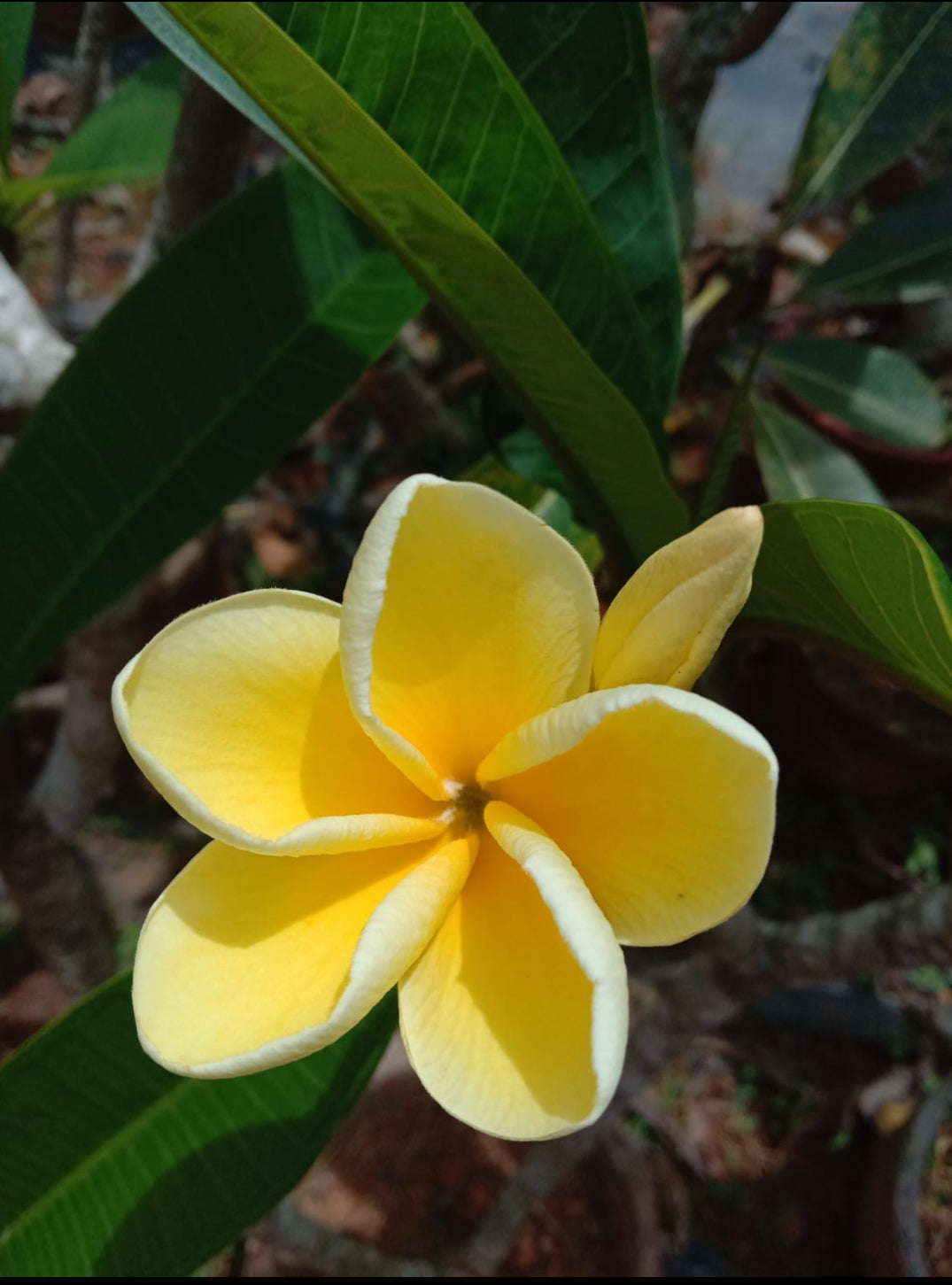 Pulmaria plant light yellow (shrub plant)