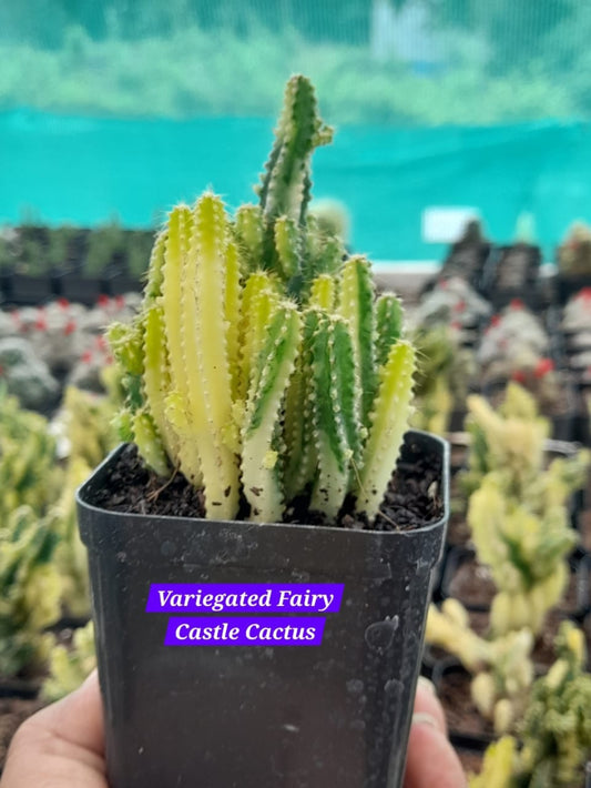 Variegated Fairy Castle Cactus 16