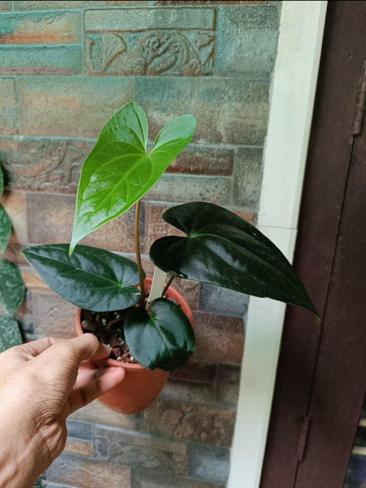 Anthurium Gigi Dreams Plant