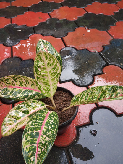 aglaonema dona carmen Agloanima Dona Carmen – ASHIYANA STORE
