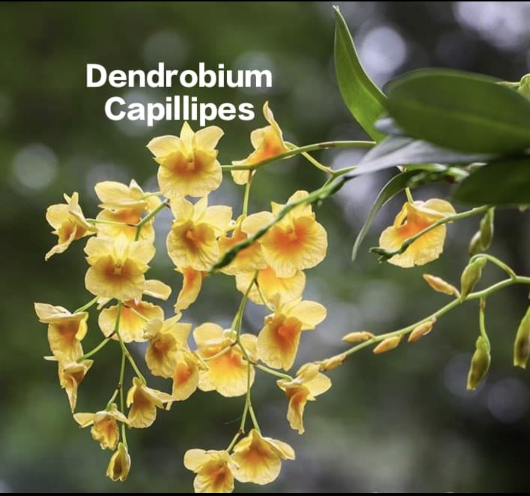 Dendrobium Capillipes