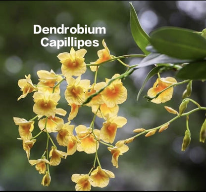 Dendrobium Capillipes