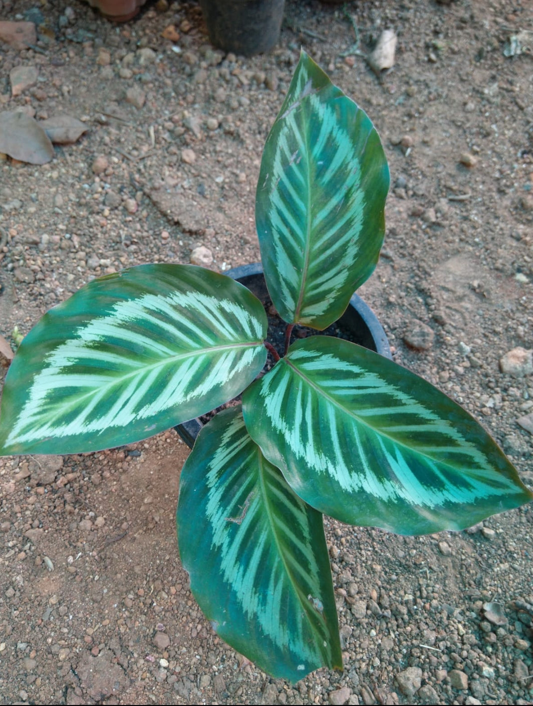 Calathea Roseopicta Cora.