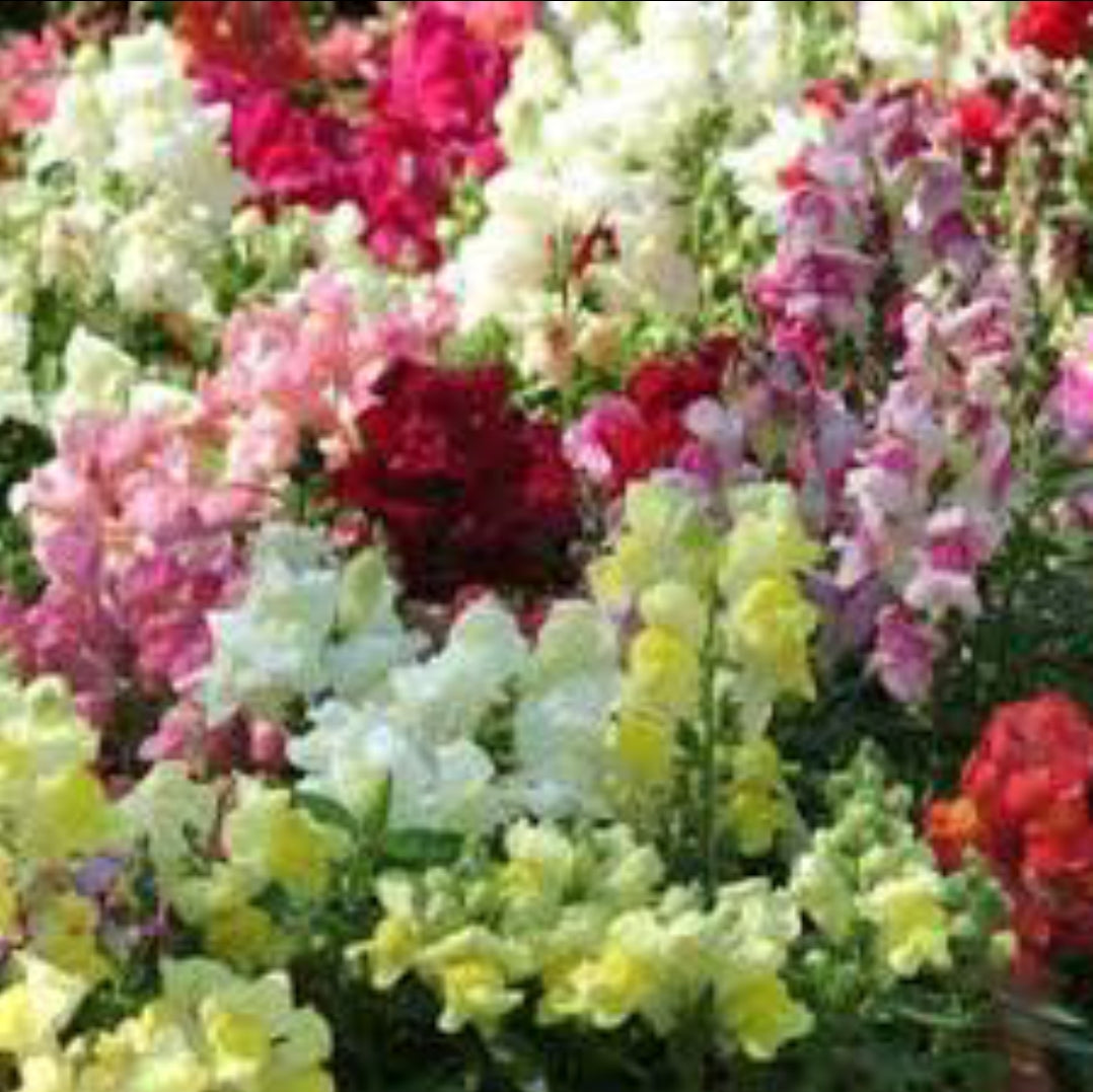 Snapdragon Snapshot series Anthrium winter Flower seeds