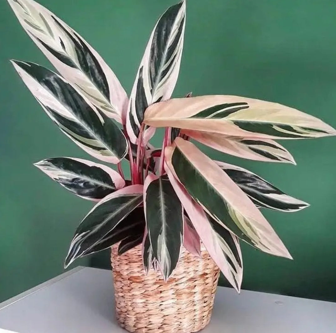 Triostar(Indoor plants)