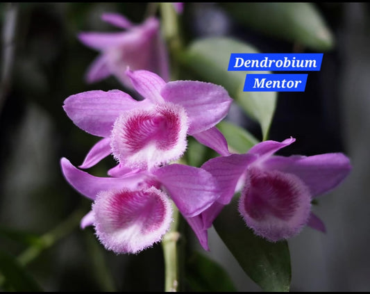 Dendrobium Mentor