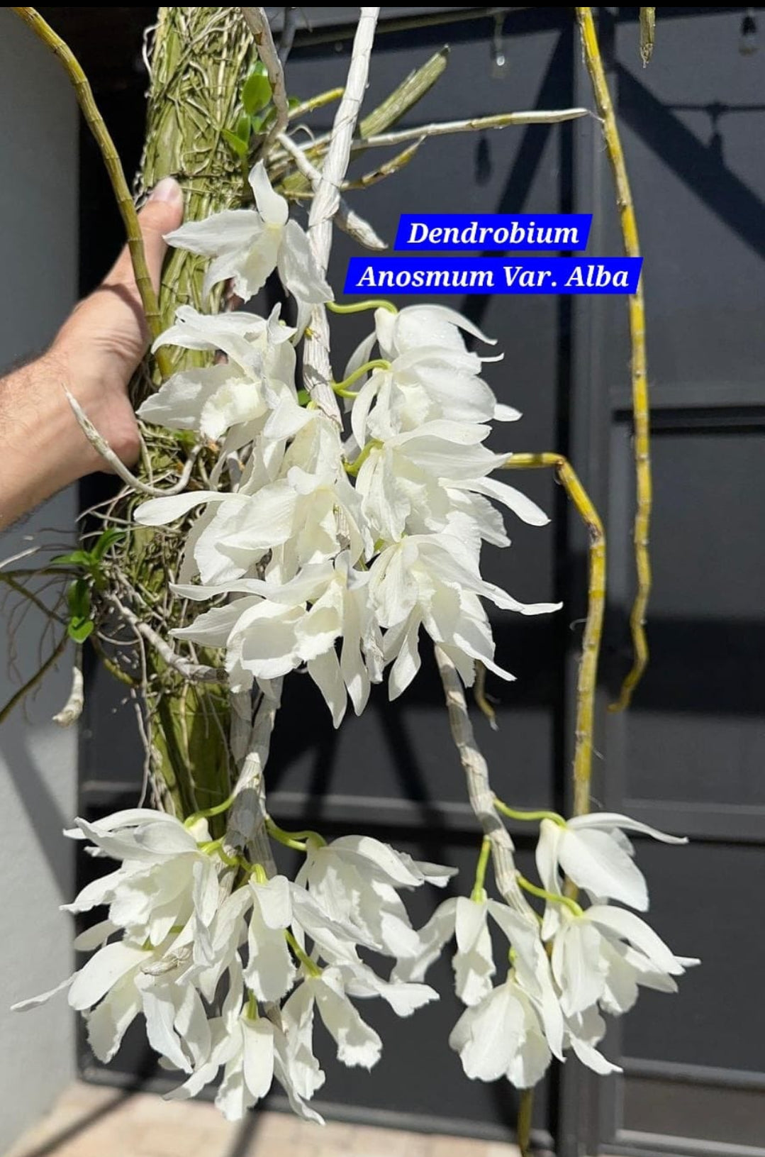 Dendrobium Anosmum Var. alba