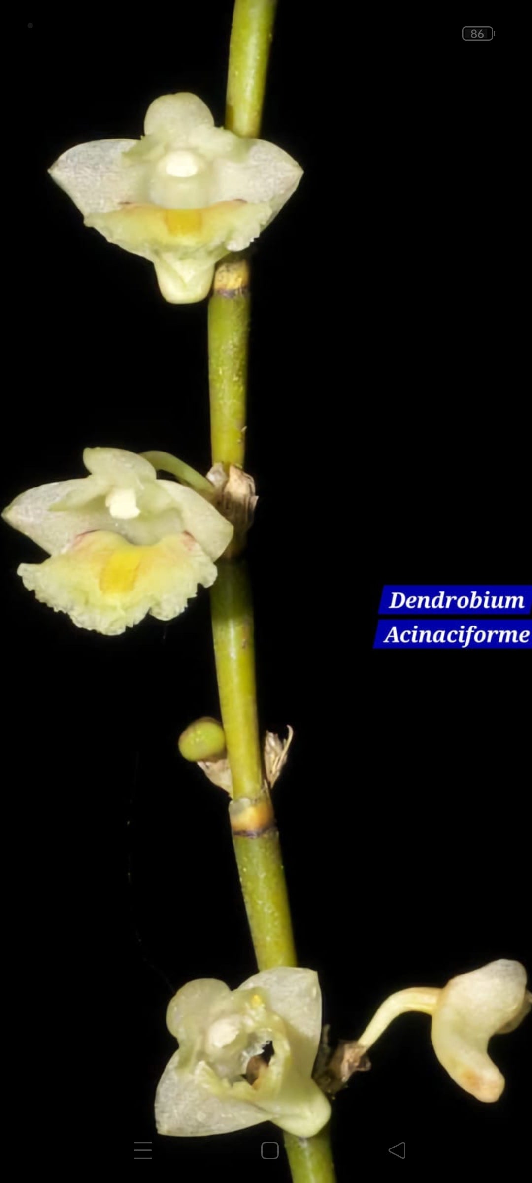 Dendrobium Acinaciforme