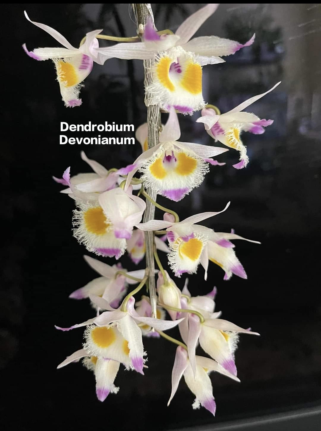 Dendrobium Devonianum