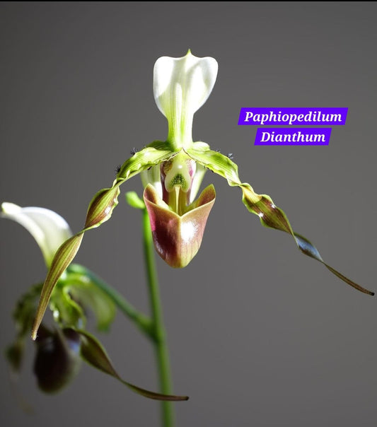 Paphiopedilum Dianthum