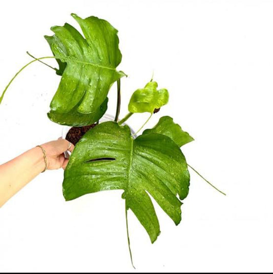 Epipremnum Skeleton Key Matured Plant (Semishade)