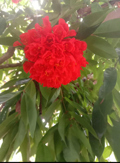 Brownea Coccinea flowering tree