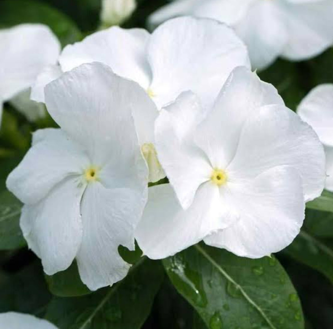 Vinca dwarf rosea nana little white summer Flower seeds