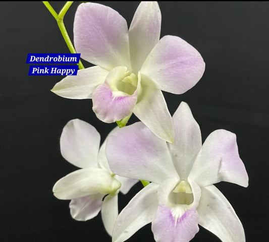 Dendrobium 19 Pink Happy