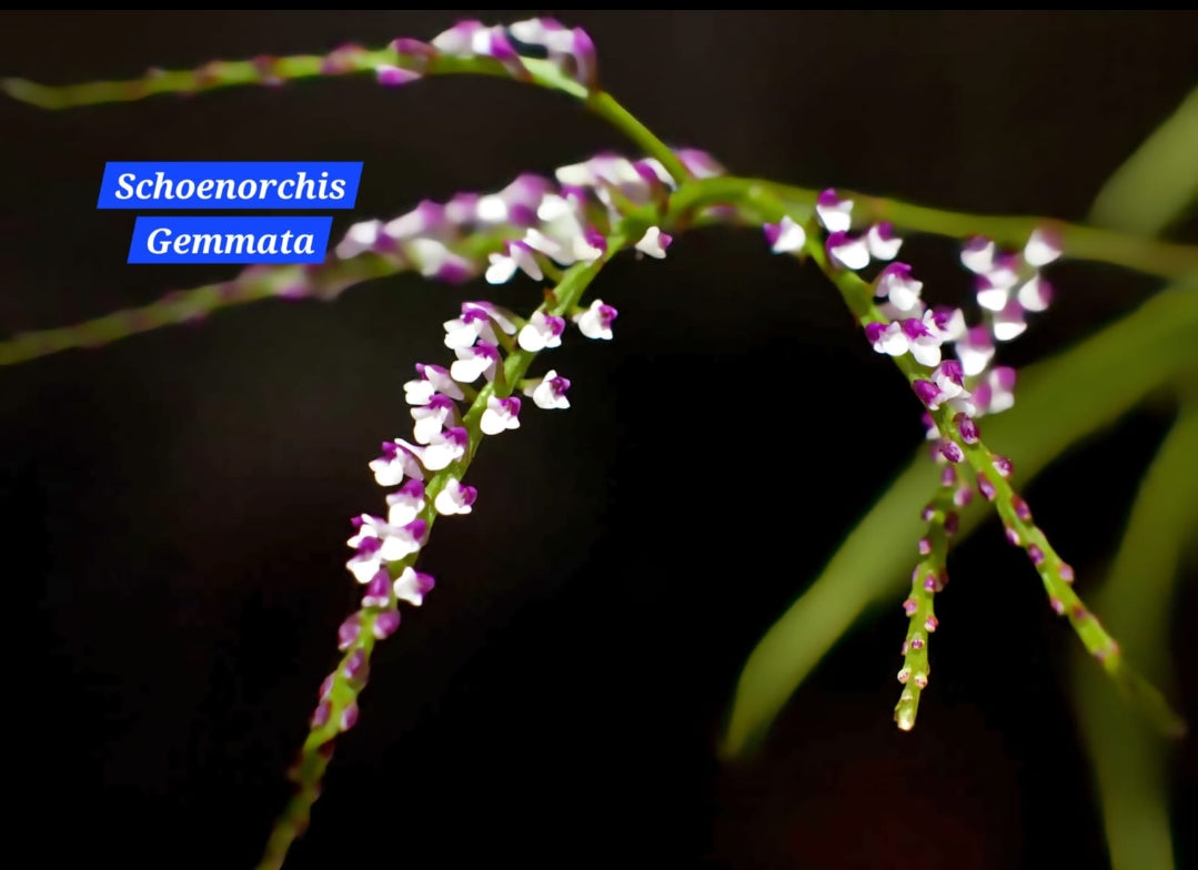 Schoenorchis Gemmata