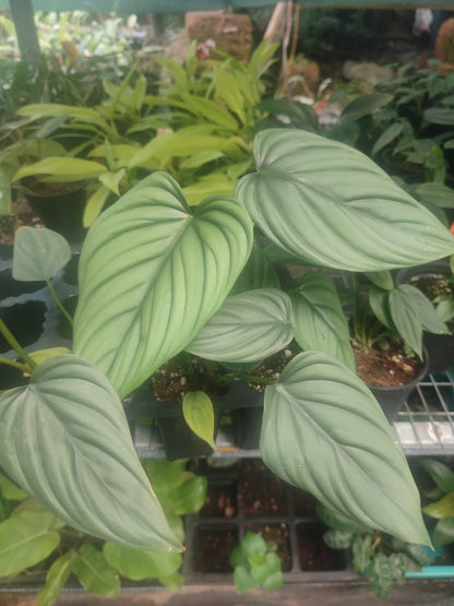 Philodendron Colombia SP Plant| Indoor plants