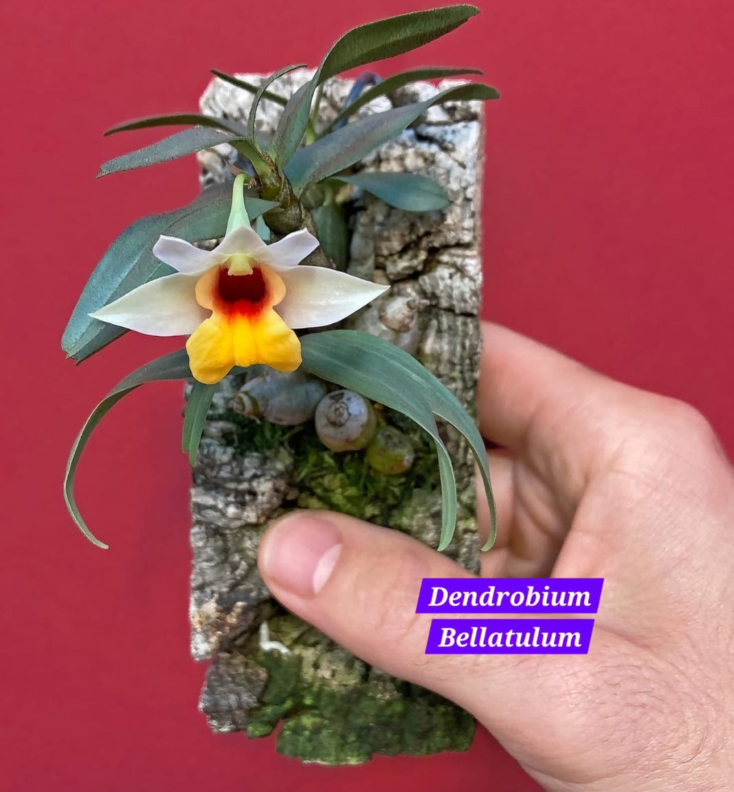 Dendrobium Bellatulum