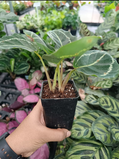 Calathea Green lipstick