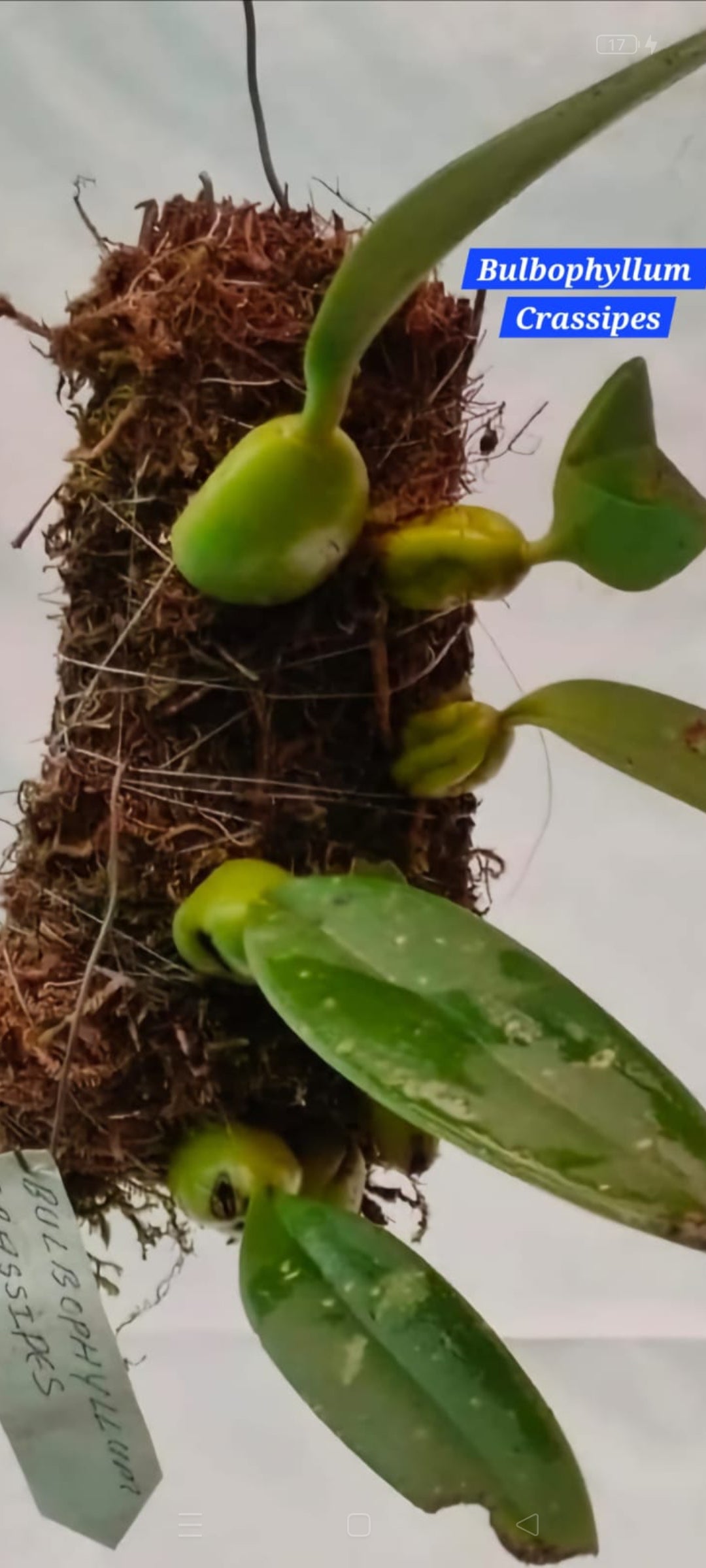 Bulbophyllum Crassipes