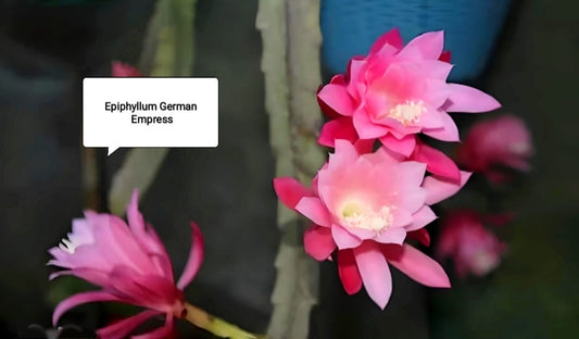 Bramha Kamal (Epiphyllum German Empress)