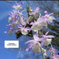 Dendrobium Aphyllum / Pierardii