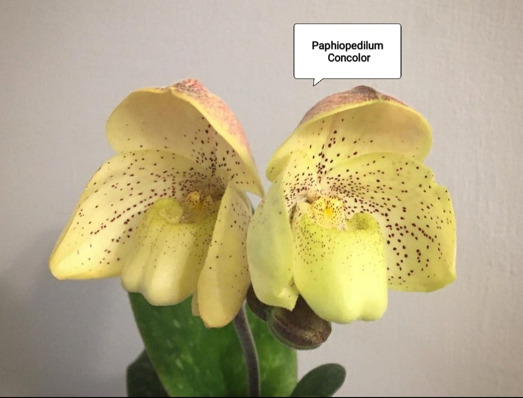 Paphiopedilum Concoler