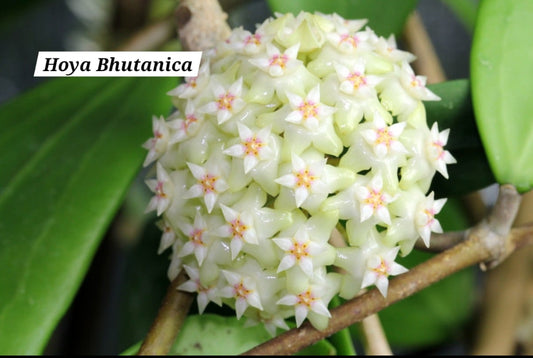 Hoya Bhutanica