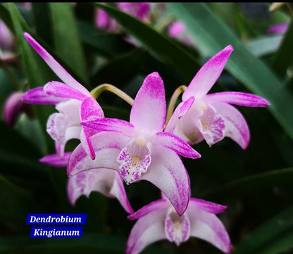 Dendrobium Kingianum