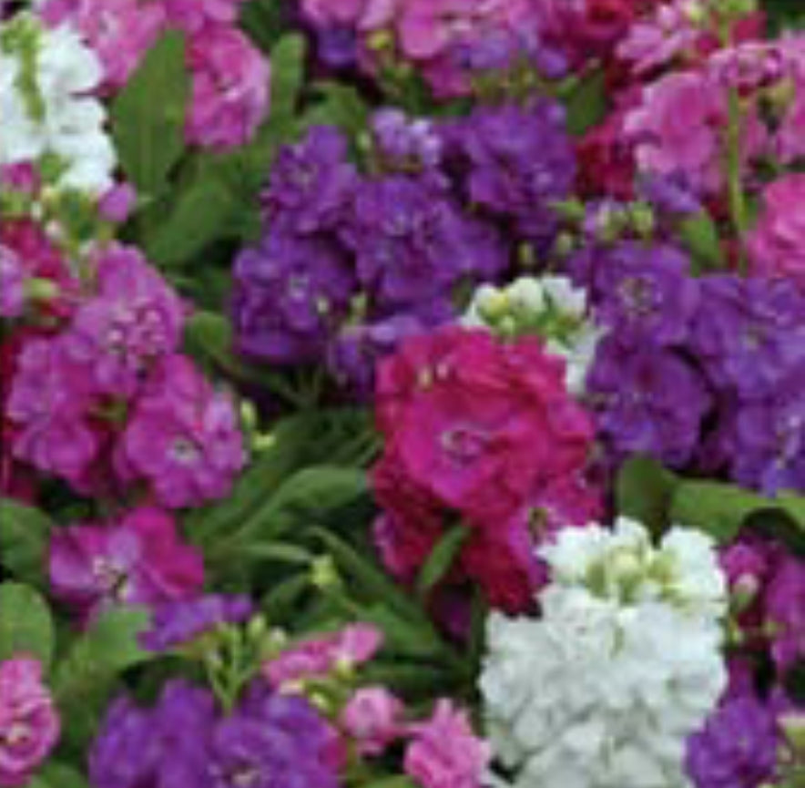 Stock hot Cakes mix Formula Panam winter Flower seeds