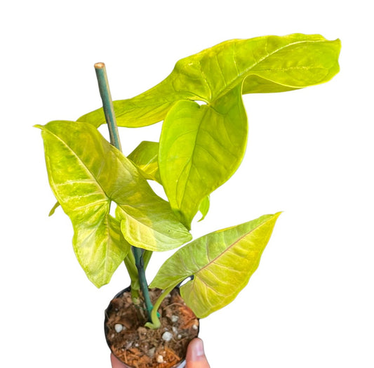 Syngonium (Neon) - plant Good