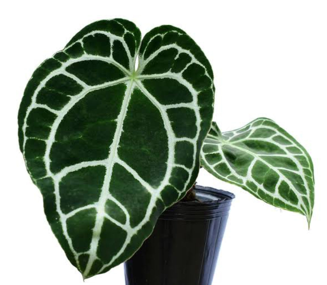 Anthurium Crystallinum Silver plant (Semishade)